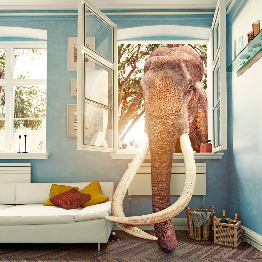 Retailers Elephant In The Room It S All About Us   Elephant 